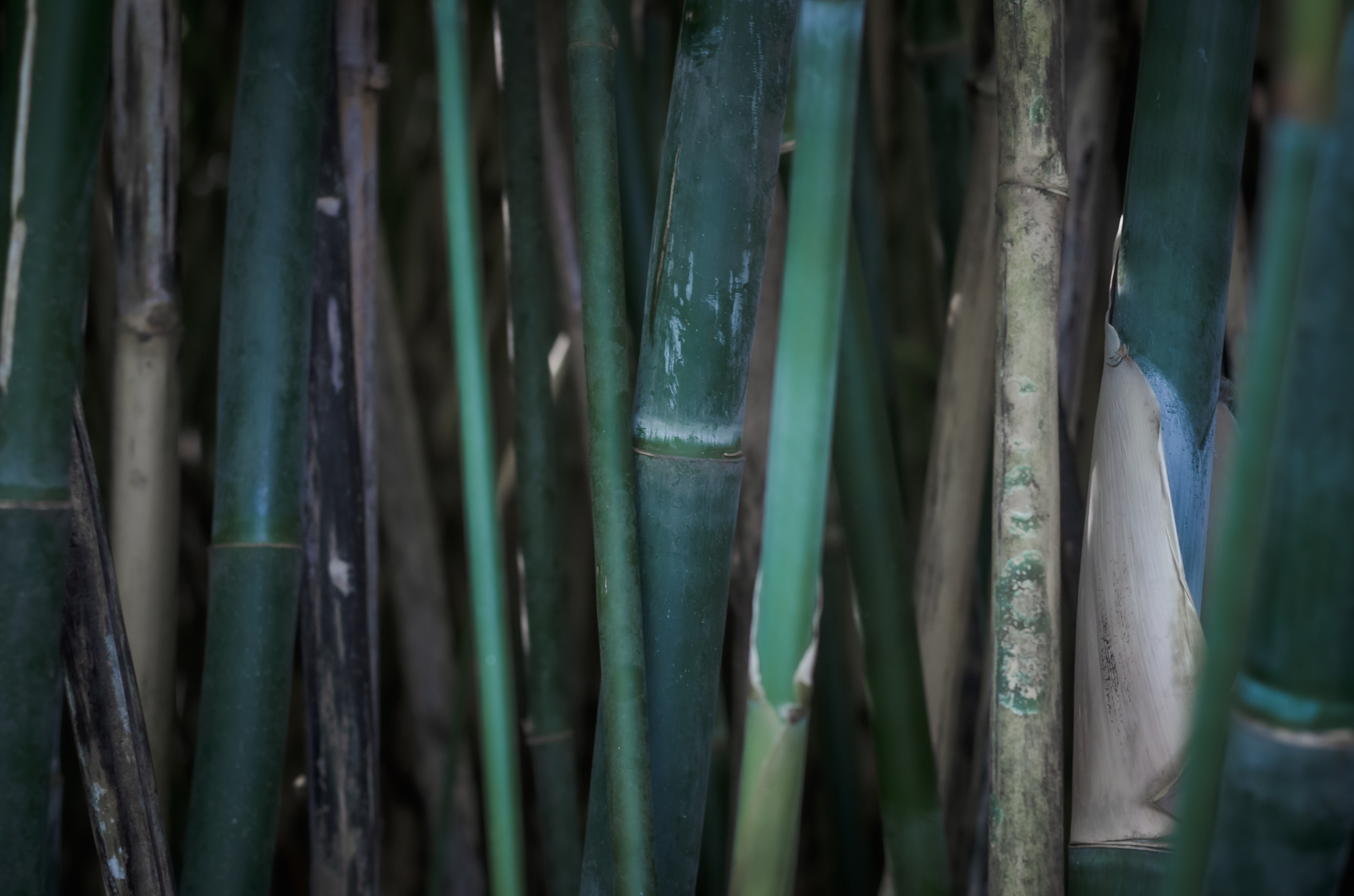 bambu.jpg