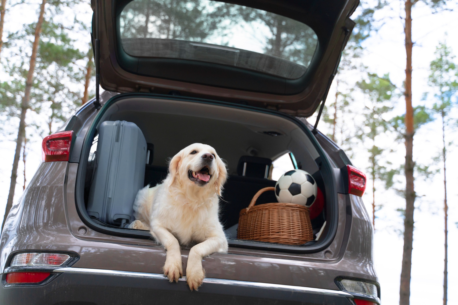 cane-carino-sdraiato-nel-bagagliaio-ad-angolo-basso.jpg