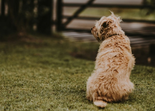 cane_di_spalle.jpg