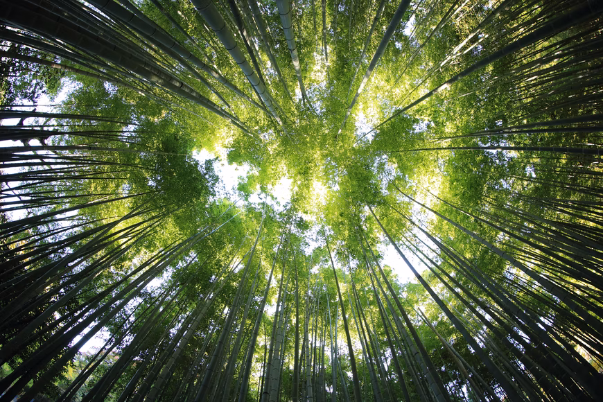 foresta.jpg