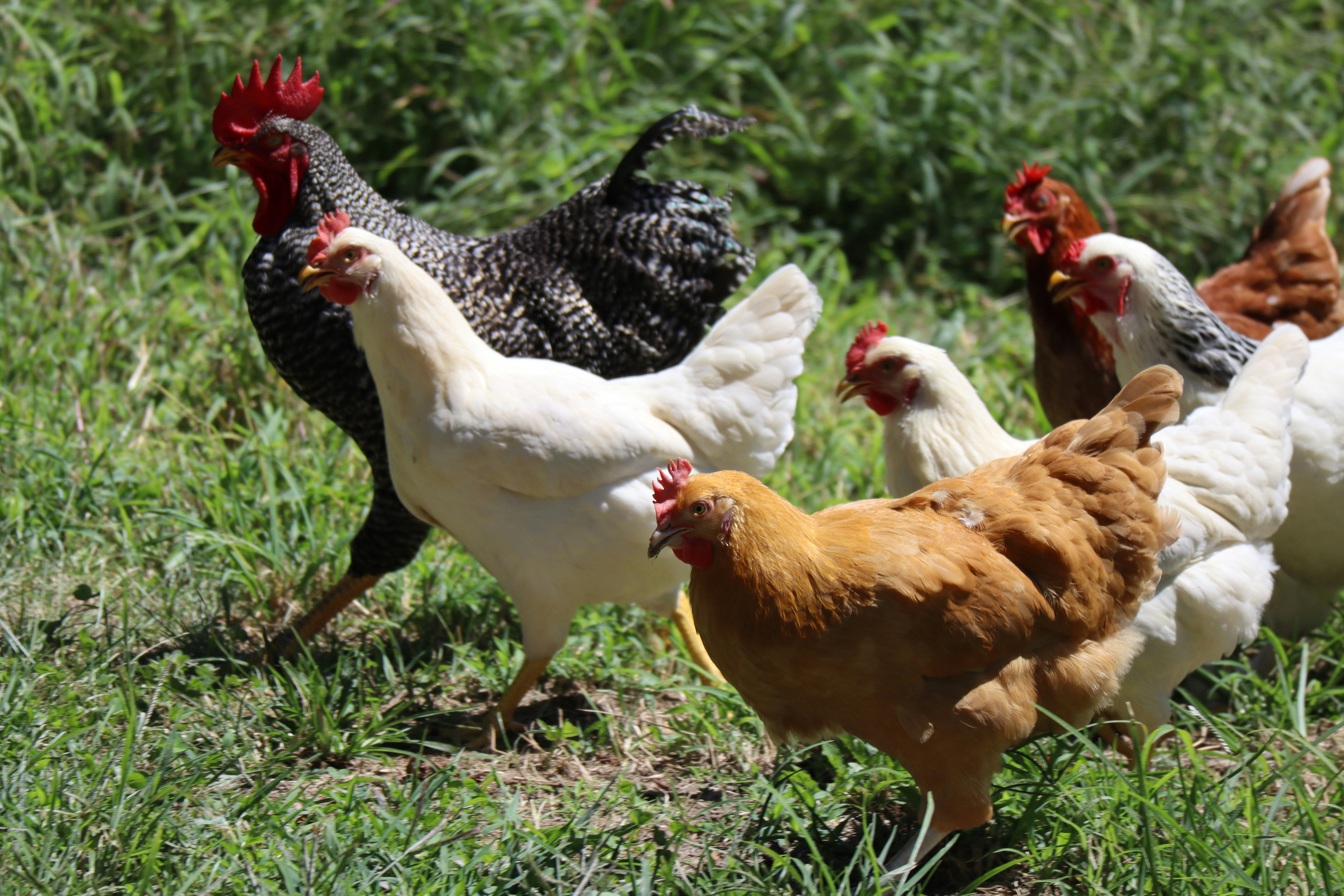 galline.jpg