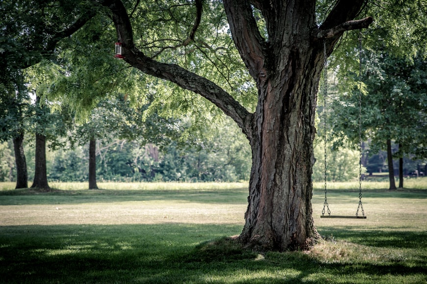 albero.jpg