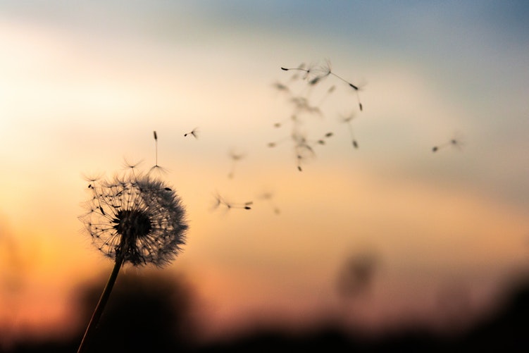 fiori_tramonto.jpg