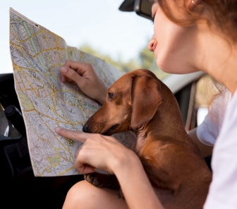 Viaggi: tutto quello che bisogna sapere per viaggiare con i nostri amici a quattro zampe.